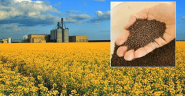 Siamo un&#39;azienda agricola ucraina: FARM PSHENYCHNYI HO Vendiamo: -