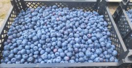 Продам чернику американскую