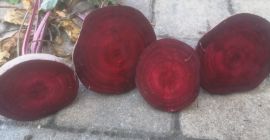 Company Polish-vegetables.eu offers beetroots. Caliber 5-9. Bags 10 kg