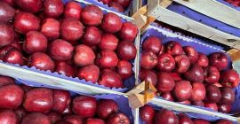 Company polish-vegetables.eu offers onion. Caliber 50+ in 15 kg
