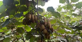 We produce Kiwi in Iran, about 500 tons, we