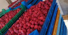 High quality raspberry variety Heritage. Possible sale in fresh