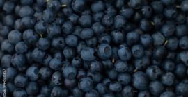 forest berries [blueberries] collected daily clean possible transport quantities