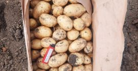 We offer new potatoes at a very low price.