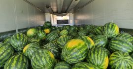 Das rumänische Unternehmen BIOGLOBE STANDART bietet Wassermelonen in Kisten