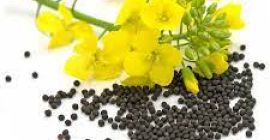 Hello, our agrocompany RUSBEK AGRICO UKR sell our rapeseed