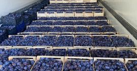 Продам сливу, сорт Липотык. В наличии 60т. Слива устойчива