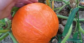 Hello, I will sell fresh, ripe, nicely colored hokkaido