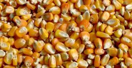 2000 tons of fodder corn are available. Basic quality