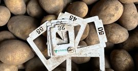 Vendo patate alla rinfusa (sfuse, big-bag), oltre 1.000 tonnellate