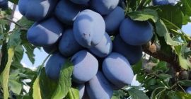 Vendiamo prugne secche e fresche, ecologiche 100% bio umidità
