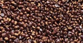 Pilonga chestnut for sale. Negotiable price depending on the