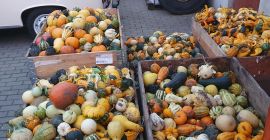 Hello, I have 5 boxes of decorative pumpkins for