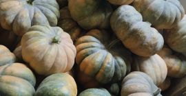 Local pumpkins of excellent quality and shape. They are
