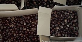 I have chestnuts for sale (inedible). Please contact me.