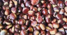 First class sweet chestnuts