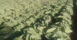 I sell Potomak cabbage wholesale. The price is 35