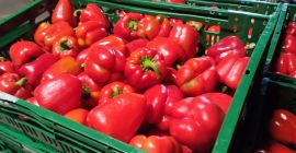Продајем лепе,свезе паприке друге класе са реповима.Паковање се утврди