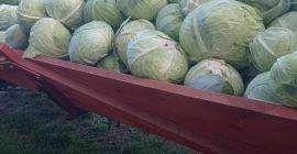 Hello, I am selling white cabbage in truckload quantities
