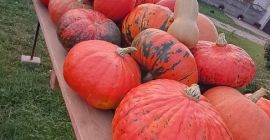 I will sell home-grown pumpkin and zucchini. Various shapes