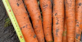 I will sell loose edible carrots, Muleta variety -