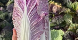 I will sell 40 tons of purple Chinese cabbage.