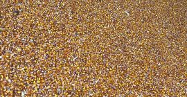 Freshly harvested corn, dried