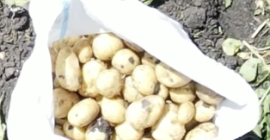 Fresh potatoes Every spring, around March-April, we harvest fresh