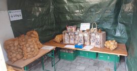 Vendita di patate della varietà Agria, selezionate e confezionate