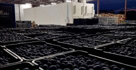 Продаю 70 тонн чернослива. Сливы сушат в современных [номер