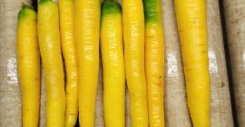 Yellow carrots for sale. Approximately 600 tons available. Packaging