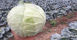 We sell cabbage of different sizes. 1. weighing between