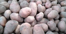 Продајем јестиви кромпир сорти Винета и Беллароса, упакован у