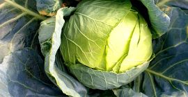 Large quantity of Kyose cabbage for sale!