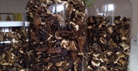 Sliced bolete, only the caps
