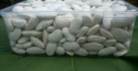 Jaś white beans, produced using ecological methods, 90-120 pcs/kg,