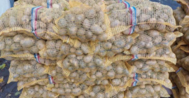 Bildstar eigenheimer. Frieslander pearl. Packed in nets of 20kg.