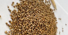 Whole coriander seeds Origin: Bulgaria Purity: min. 99.00% Split