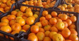 Mandarynka Import Albania: Caliber 1/2/3/4 ready-made +/- 10 kg