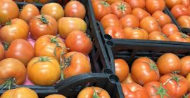 Wir verkaufen Tomaten höchster Qualität aus Ägypten, direkt an