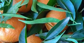 DIRECT FROM THE PRODUCER Natural Clementines Greece, quality 1