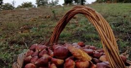 Castane dulci proaspete culese manual. Integrat în agricultura tradițională