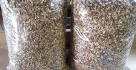 Angelica seeds from 2023, hand harvest, approximately 1 ton
