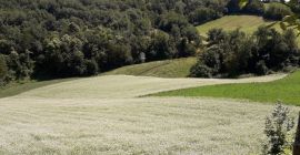 CERTIFIED ORGANIC MOUNTAIN BUCKWHEAT