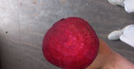 Barbabietola rossa 9 cm più calibro grosso a camion