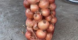 I&#39;m looking for a buyer for onions. Onions from