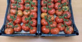 Pomodori freschi / pomodori Esportati dall&#39;Uzbekistan all&#39;Europa in scatole