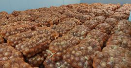 Cipolla Gialla 50+ Origine Romania Consegna in tutti i