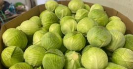 We offer cabbage. We export 1-2,5 kg and 1-4