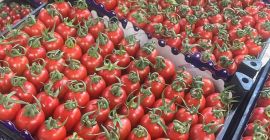 We sell fresh fruits and vegetables imported from Turkey